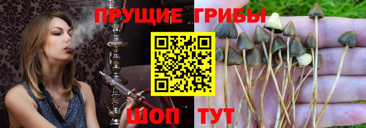 Галлюциногенные грибы Cubensis  Вход с VPN  Осинники 
